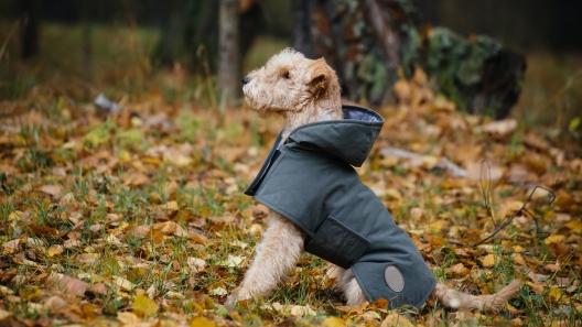4 Great Products to Protect Your Dog From Weather