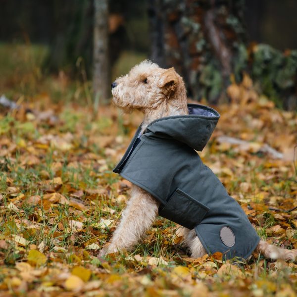dog weather products - terrier in coat