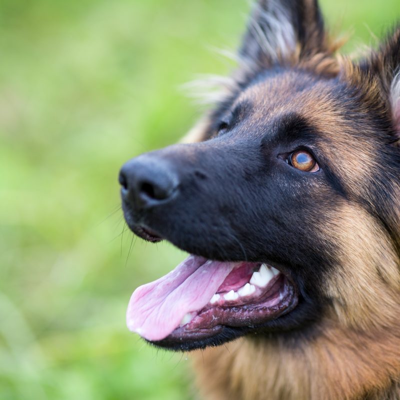 How to Train Your Dog to Stop Barking Greenfield Puppies