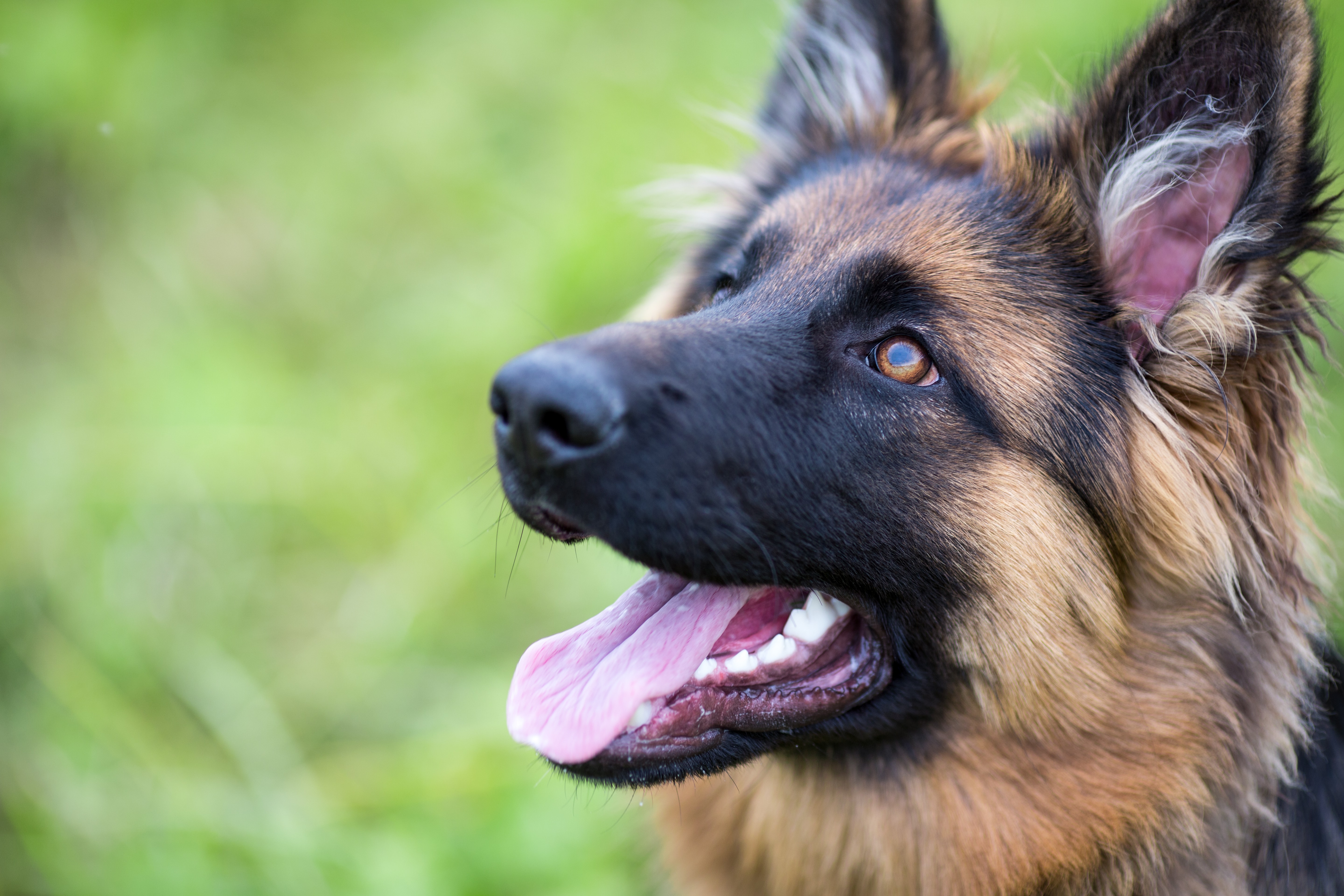 How to train a german shepherd to stop hot sale barking