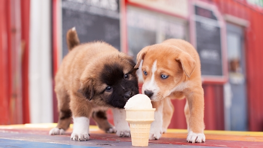 Ice Cream for Dogs: Options to DIY and to Buy