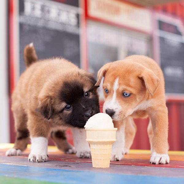 sorvete para cachorros - filhotes compartilhando casquinha de sorvete