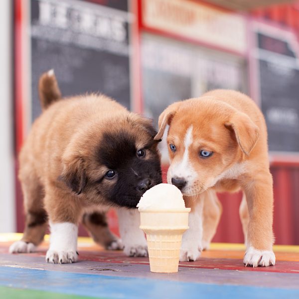 is it ok to give puppies ice cream