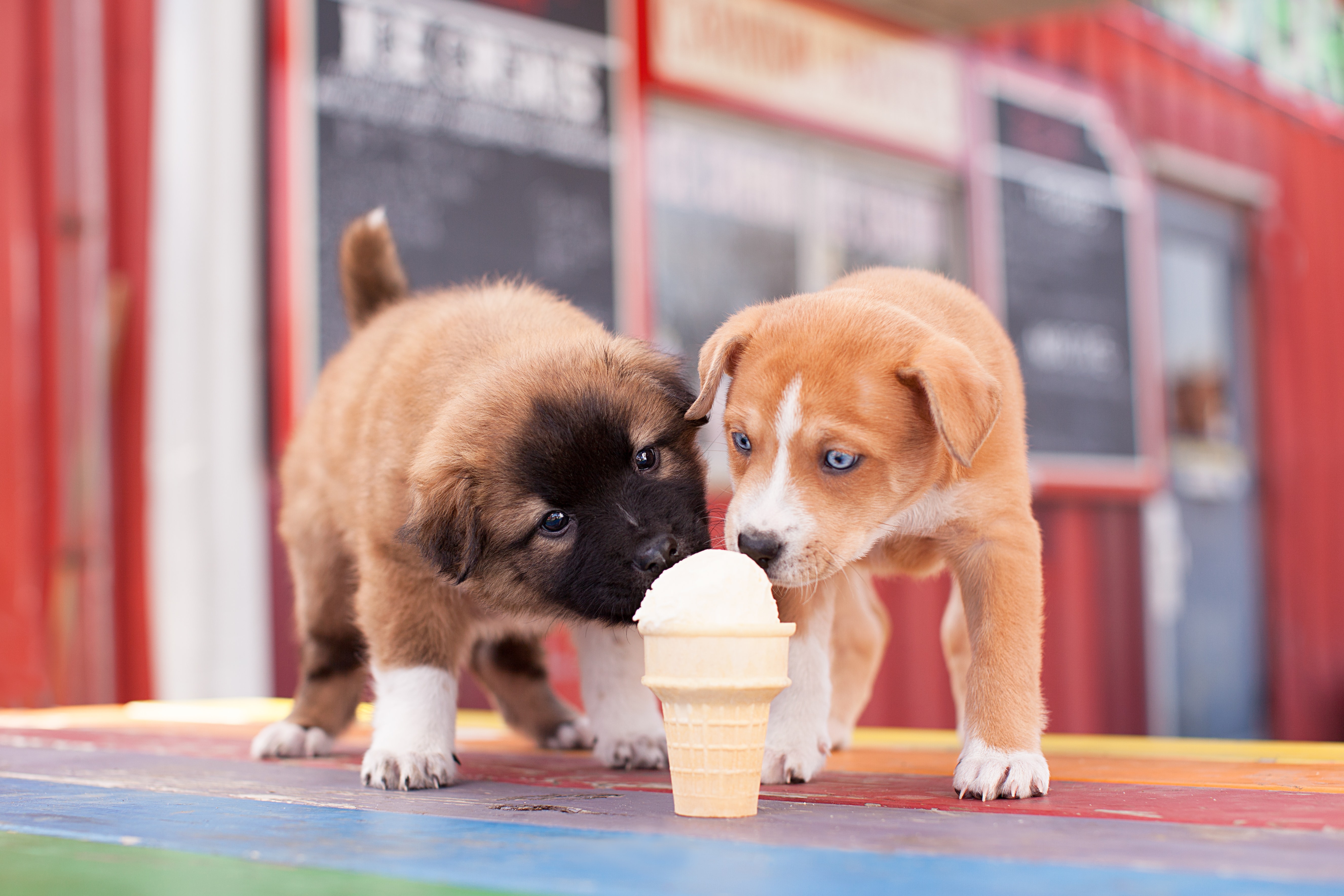 https://cdn.greenfieldpuppies.com/wp-content/uploads/2017/08/ice-cream-for-dogs-puppies-sharing-ice-cream-cone.jpg