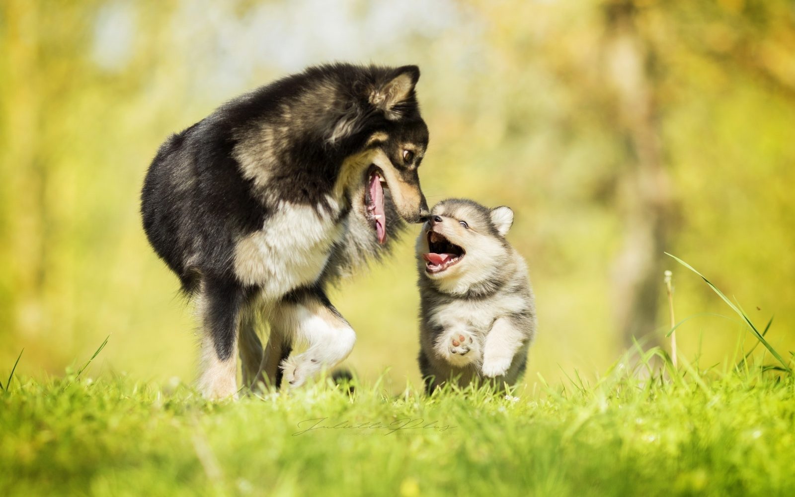 introduce a new puppy