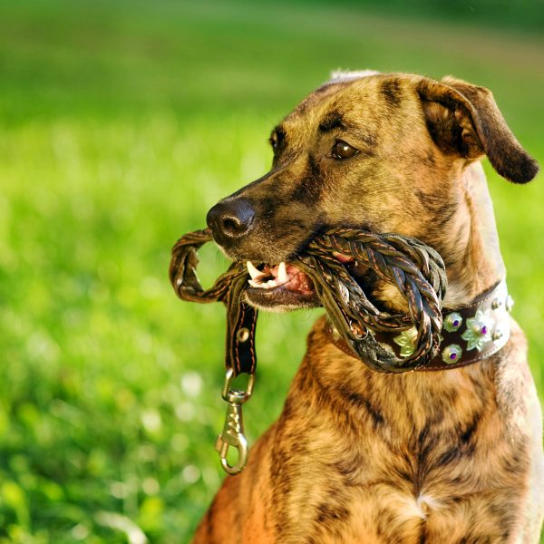 off-leash training - mixed breed dog with leash in mouth