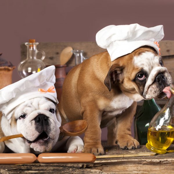 safe herbs and spices for dogs - english bulldog puppies in chef hats