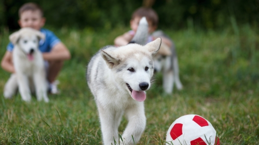 Best Practices Guide to Interactions Between Young Kids and Puppies