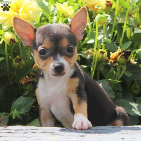 Beauty, Smooth Fox Terrier Puppy