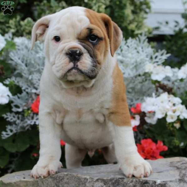 Felix, Olde English Bulldogge Mix Puppy