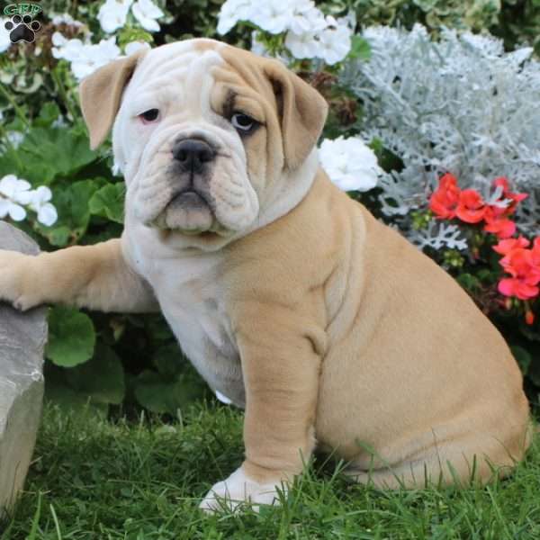 - Olde English Bulldogge Mix Puppy For Sale in Pennsylvania