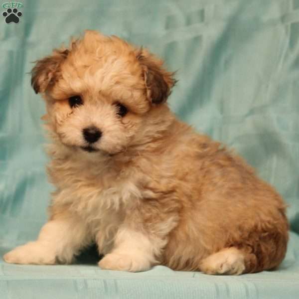 Sandy, Bichon-a-ranian Puppy