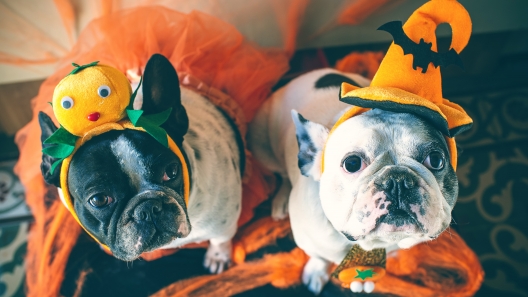 4 Dog-Friendly Halloween Treats