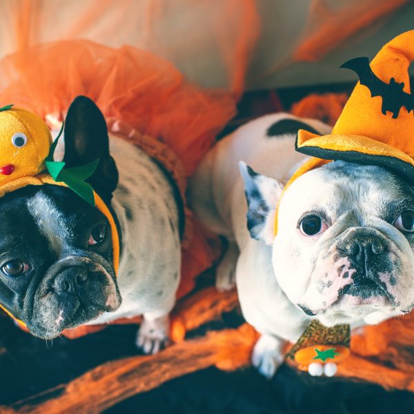 Guloseimas de Halloween para cachorros - dois cachorros em fantasias de Halloween