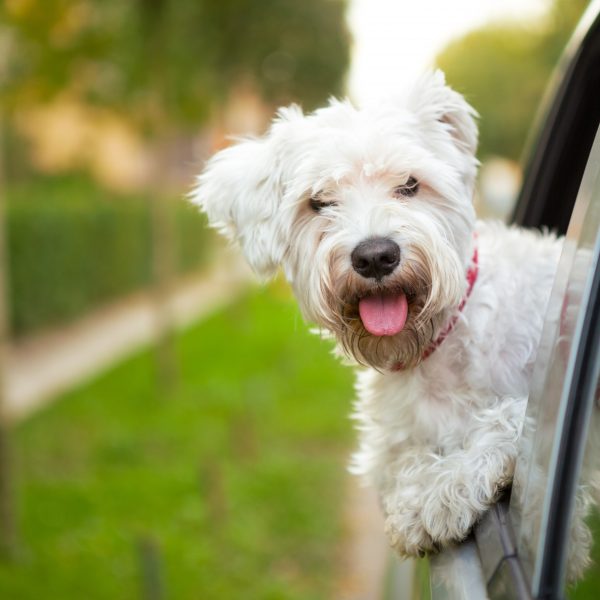 new york dog friendly travel guide - maltese puppy traveling in a car