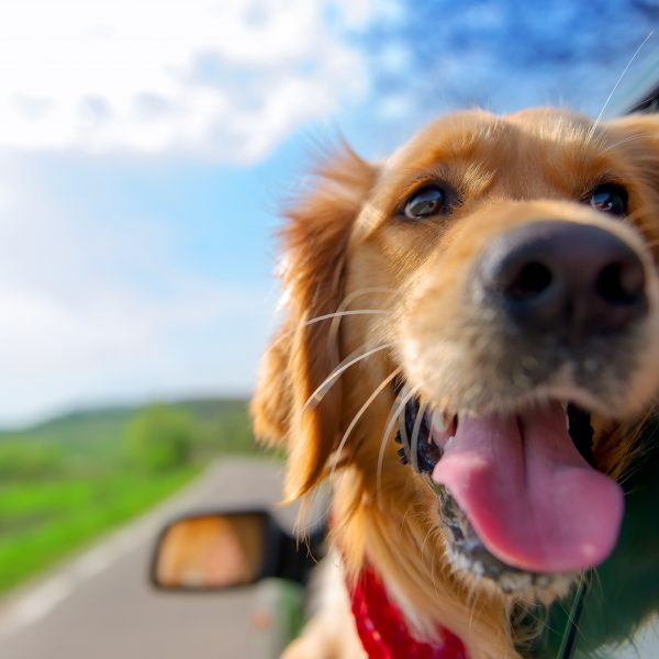 pennsylvania dog-friendly travel guide - golden retriever in a car