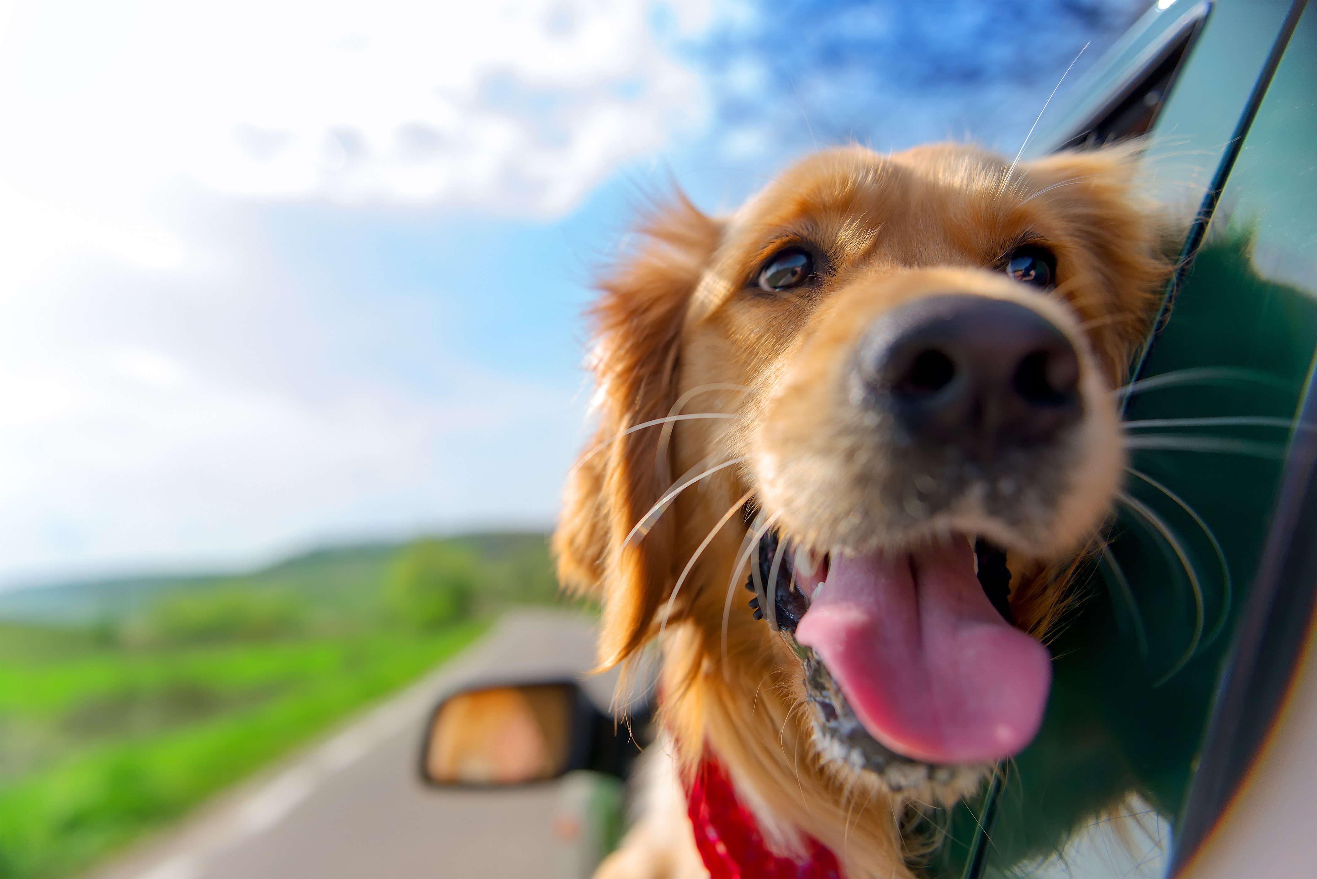 The Ultimate Guide to Dog Friendly Places Near Pittsburgh