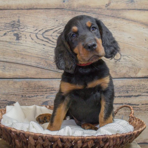 Gordon Setter Puppy