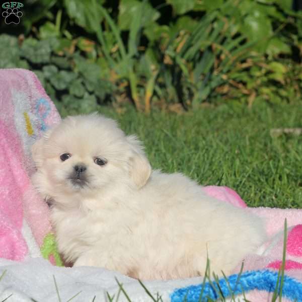 Avery, Pekingese Puppy