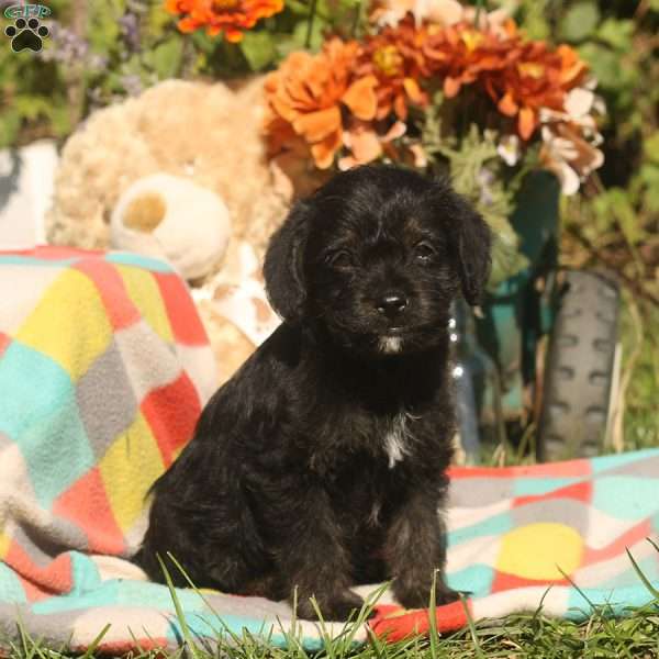 Gabby, Cairn Terrier Mix Puppy