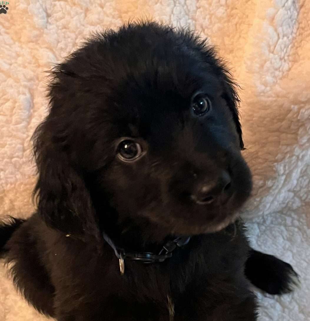 New Shep German Shepherd Newfoundland Lab Mix Puppies For Sale