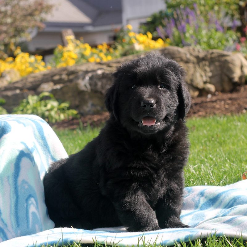 Golden Newfie Puppies for Sale | Greenfield Puppies