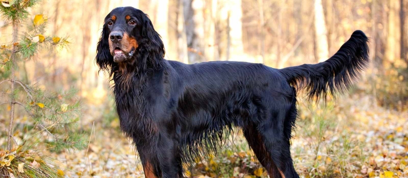 Gordon Setter Puppies for Sale | Greenfield Puppies