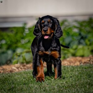 Gordon Setter