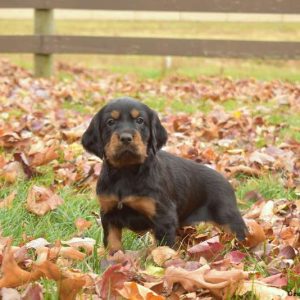 Gordon Setter