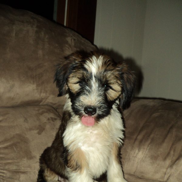 Tibetan Terrier Puppy