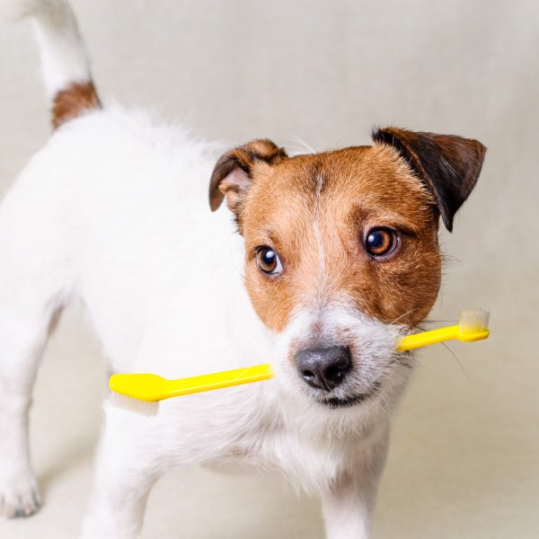 brush your dog's teeth - dog holding toothbrush in its mouth