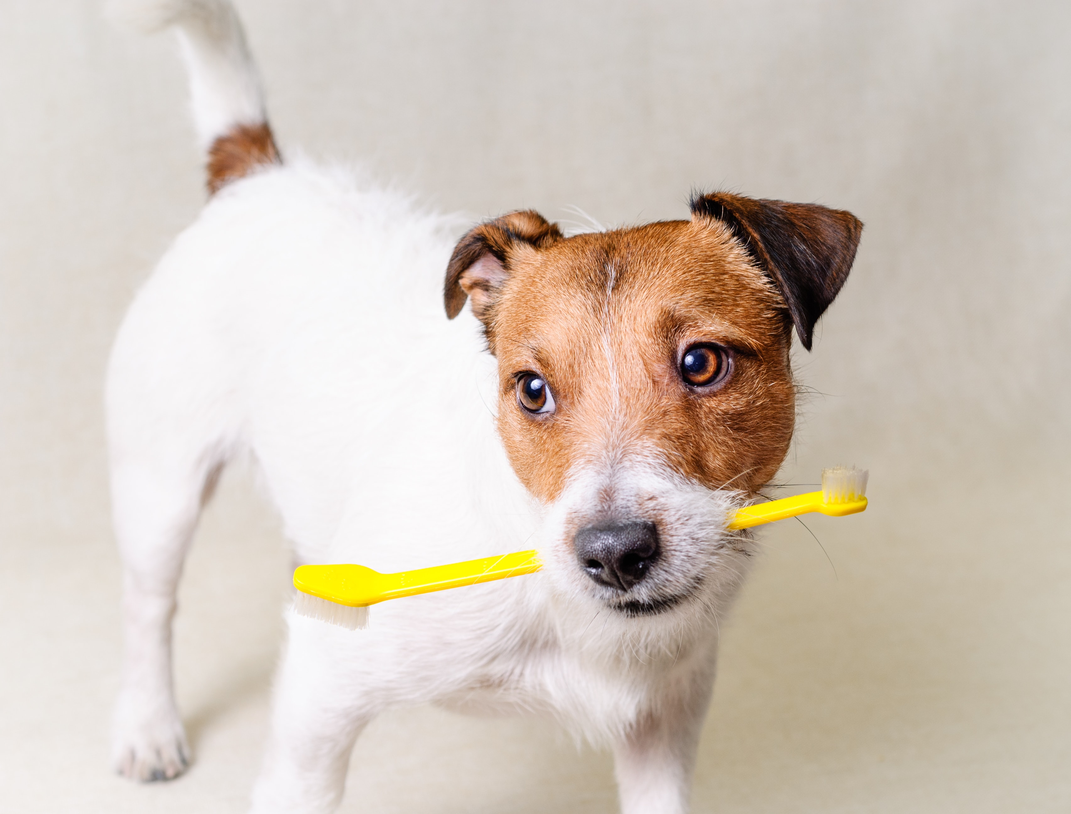 How to Safely Brush Your Dog's Teeth Greenfield Puppies