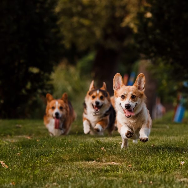 corgi breeds - three corgis running across grass