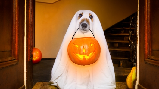 6 Adorable Halloween Costumes for Dogs