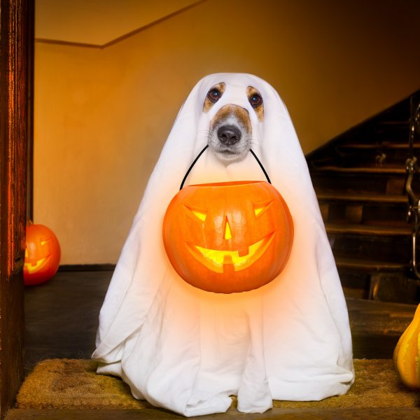 halloween costumes for dogs - dog in ghost costume 