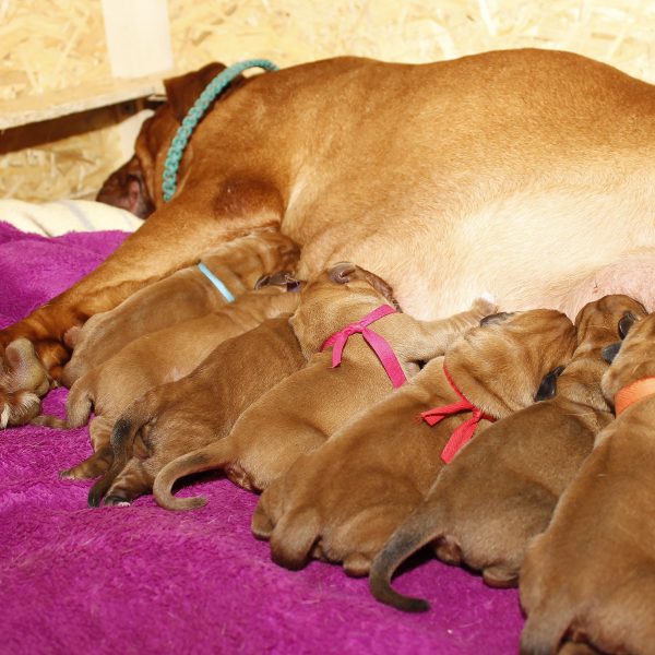 how to care for a pregnant dog - mother with puppies