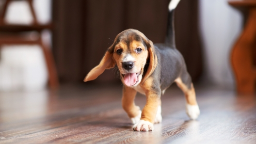 How to Puppy-Proof Your Home