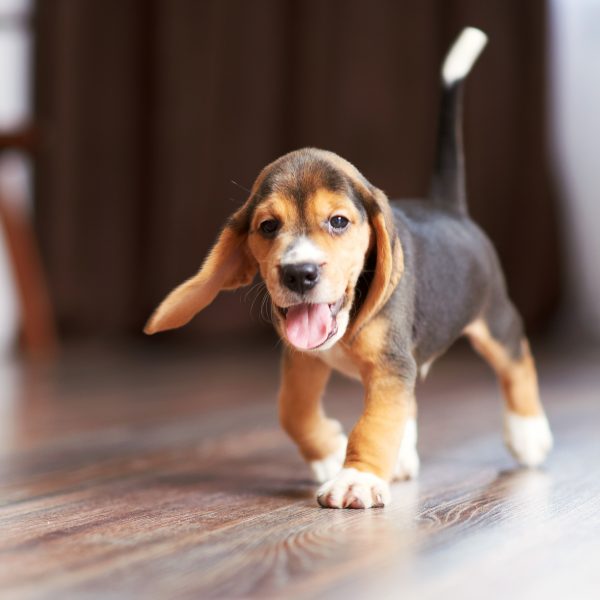 puppy-proof your home - beagle puppy on hardwood floor