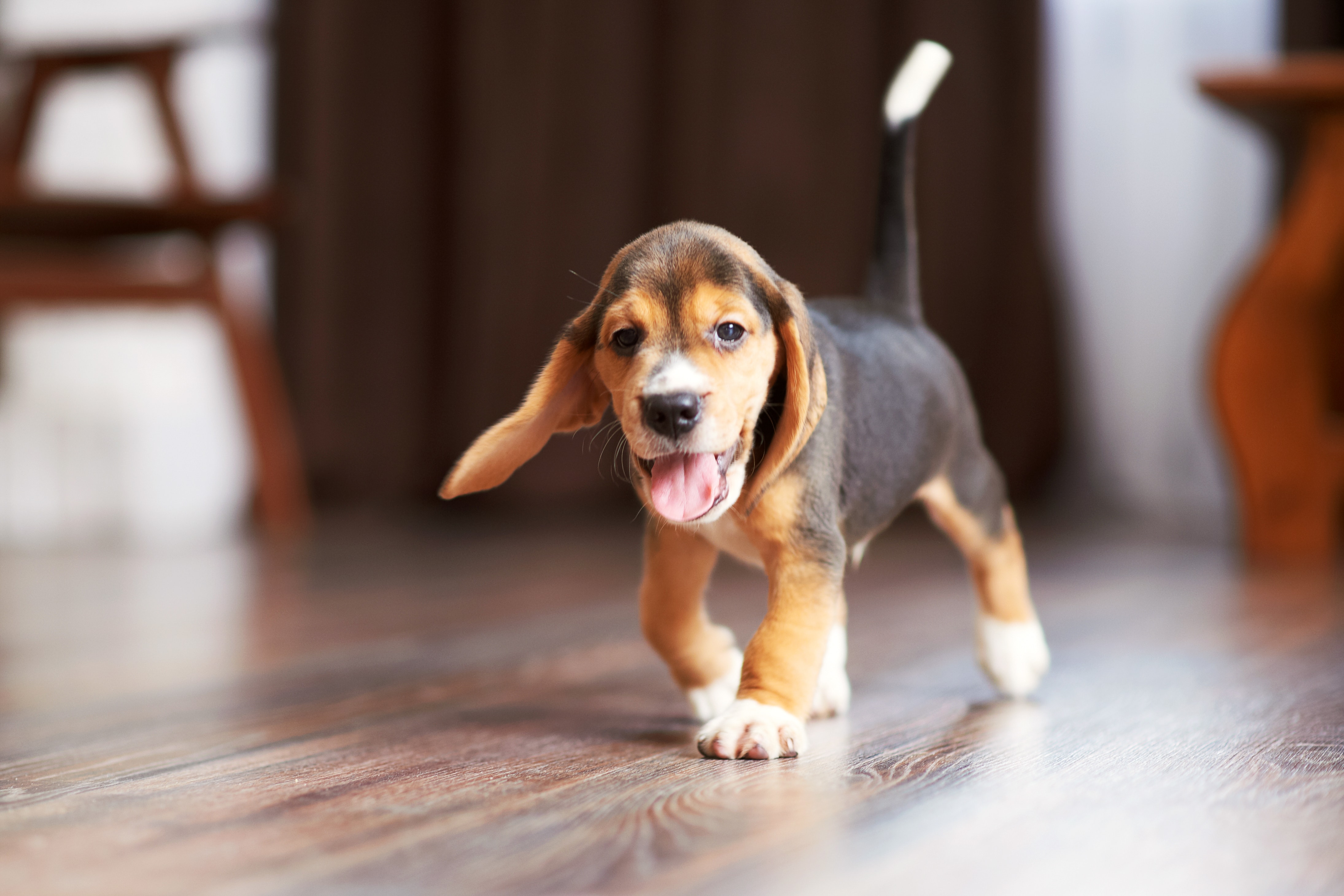 How To Puppy Proof Your Home