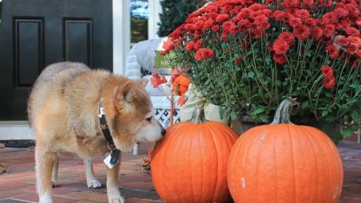 6 Thanksgiving Safety Tips for Dogs