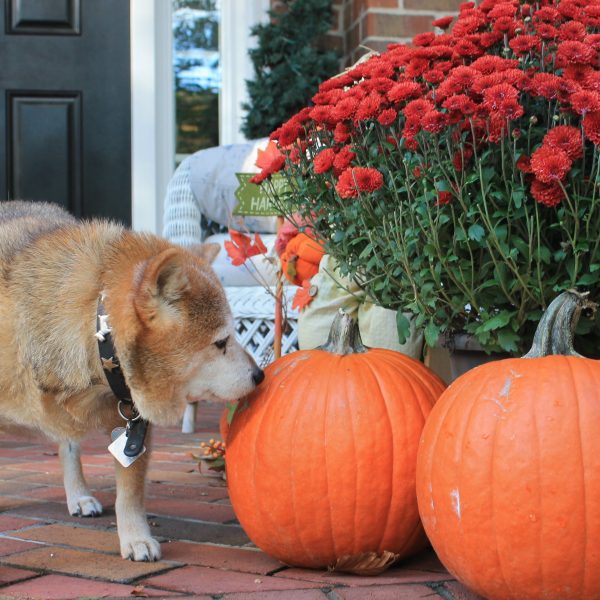 thanksgiving with your dog - shiba inu with pumpkins