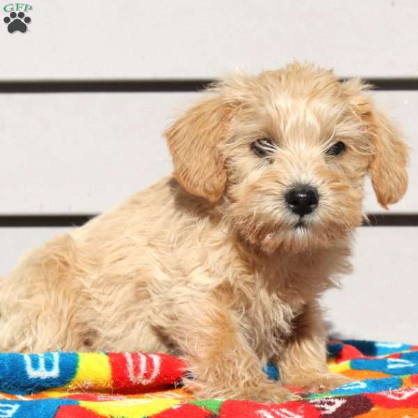Abby, Schnoodle Puppy