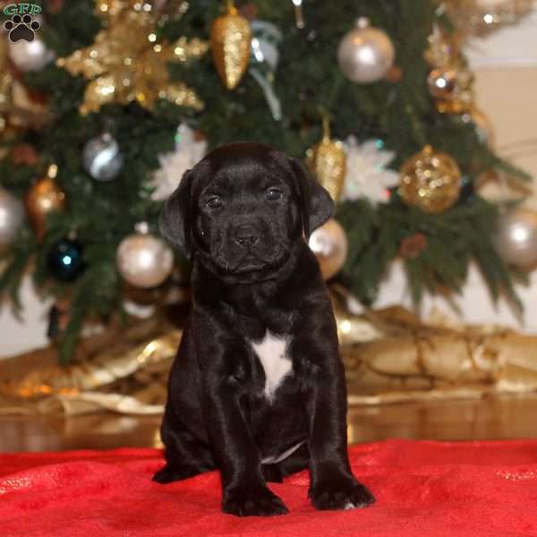 Gwen, English Mastador Puppy