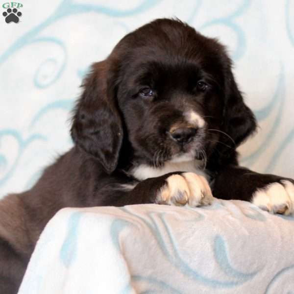 Jade Golden Saint Puppy For Sale in Pennsylvania