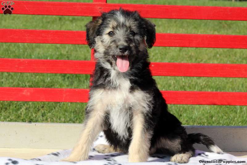 mini shepadoodle breeder