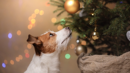 Holiday Dog Hazards: How to Keep Your Dog Safe