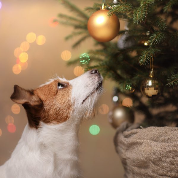 keep your dog safe - jack russel terrier looking up at christmas tree