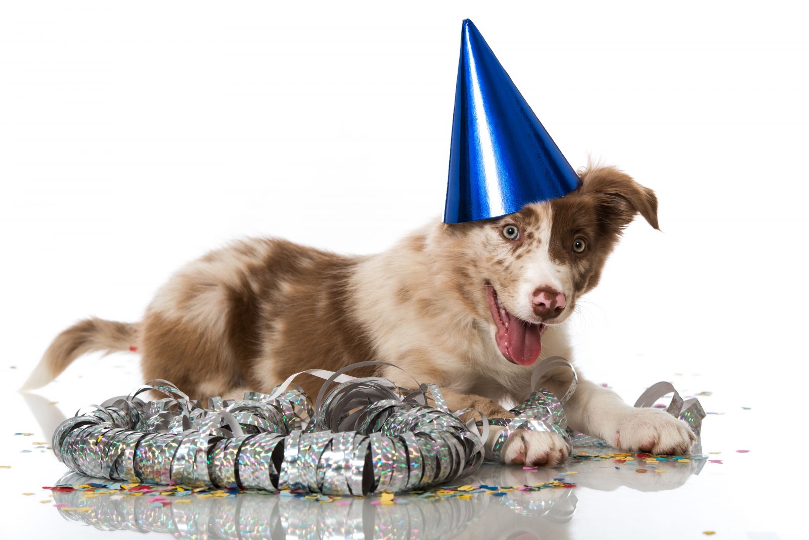 New Year's Resolutions to Make with Your Dog Greenfield Puppies