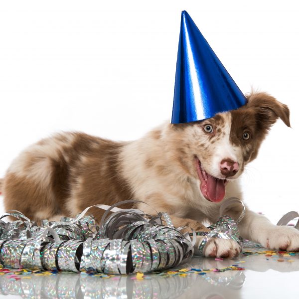 new year's resolutions - puppy with party hat