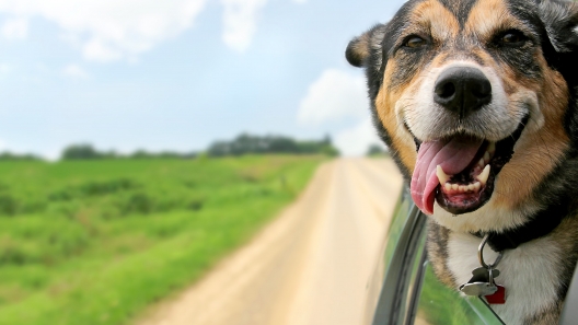 Ohio Dog-Friendly Travel Guide